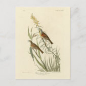 Dickcissel van de Amerikaanse vogels van Audubon Briefkaart (Voorkant)