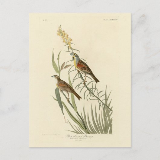 Dickcissel van de Amerikaanse vogels van Audubon Briefkaart (Voorkant)