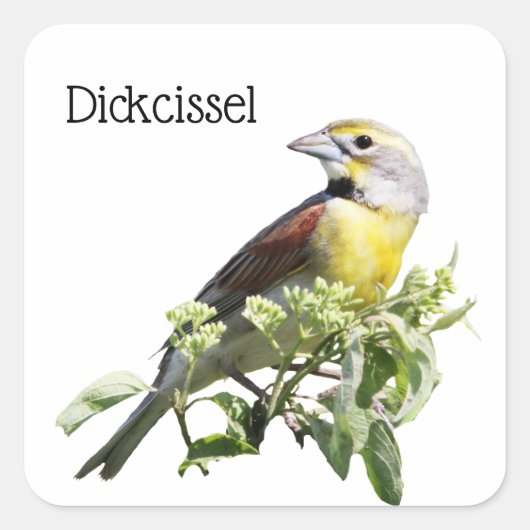 Dickcissel vogel vierkante sticker (Voorkant)