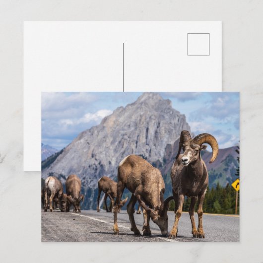 Dickhornschafe in den Rocky Mountains Briefkaart (Voorkant / Achterkant)