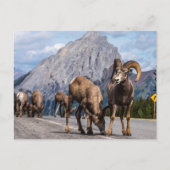 Dickhornschafe in den Rocky Mountains Briefkaart (Voorkant)