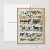 Dictionele illustratie van zoogdieren briefkaart (Voorkant / Achterkant)