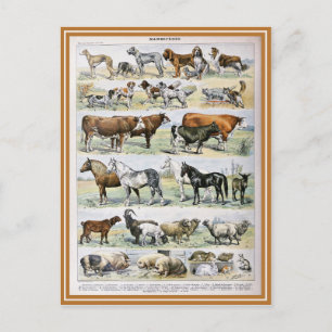 Dictionele illustratie van zoogdieren briefkaart