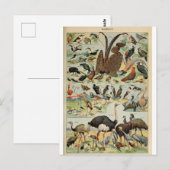 Dictionele vogelillustratie briefkaart (Voorkant / Achterkant)