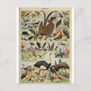 Dictionele vogelillustratie briefkaart