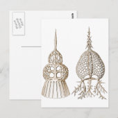 Dictyospyris & Sepalospyris Briefkaart (Voorkant / Achterkant)