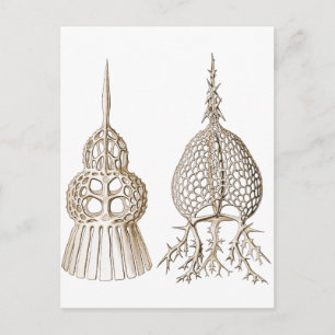 Dictyospyris & Sepalospyris Briefkaart