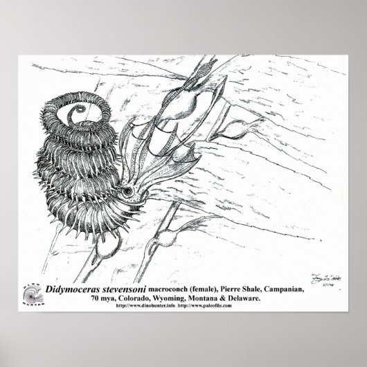 Didymoceras stevensoni poster (Voorkant)