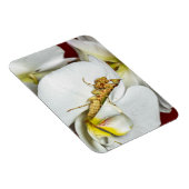 Die Asiatische Blütenmantis Magneet (Rechterzijde)