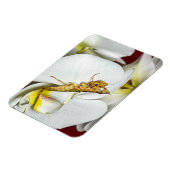 Die Asiatische Blütenmantis Magneet (Linkerzijde)