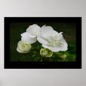 die Entfaltung Poster (Voorkant)