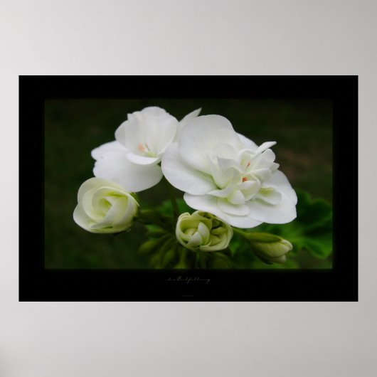 die Entfaltung Poster (Voorkant)