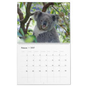Die Koalas Kalender (Feb 2027)