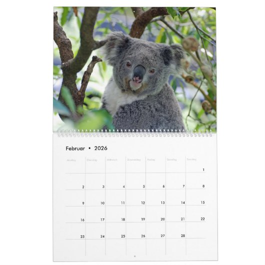 Die Koalas Kalender (Feb 2026)
