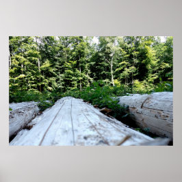 Die Kraft des Waldes Poster