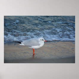Die Möwe am Strand Poster