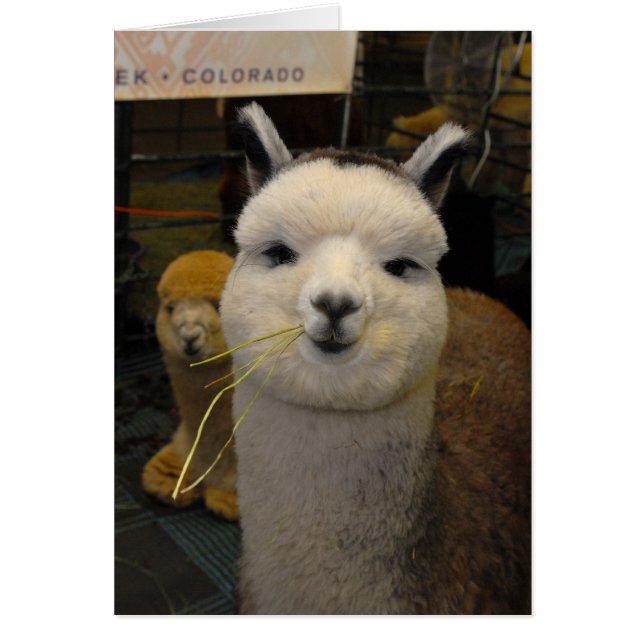 Die ogen. (Voorkant)