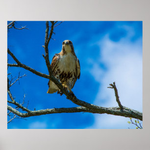 DIE OGEN 50 X 40 ARCHIEF PAPIER POSTER