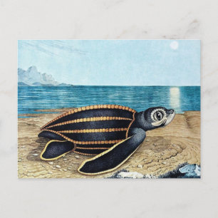 Die Seeskinderköte of The Zee Turtle (1867) Briefkaart