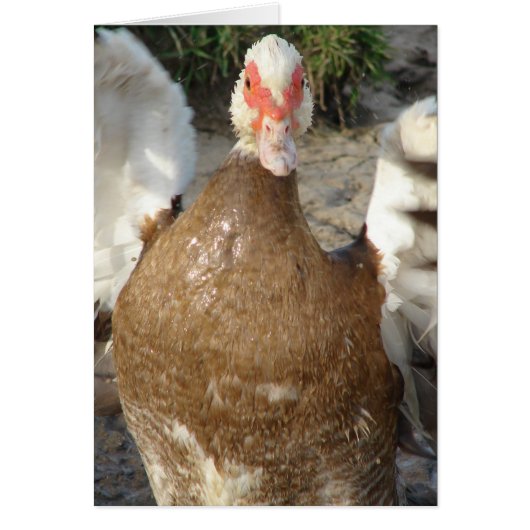 Die vleugels knippen (Voorkant)