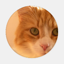 Diego de Cat Onderzetter Set