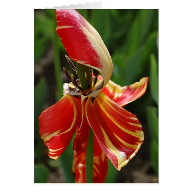 Dieing Tulip (Voorkant)