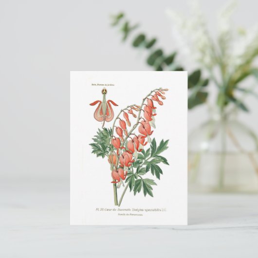 Dielytra-spectablis (Dielytra) Briefkaart (Staand voorkant)