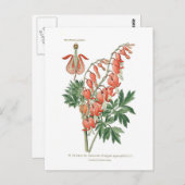 Dielytra-spectablis (Dielytra) Briefkaart (Voorkant / Achterkant)