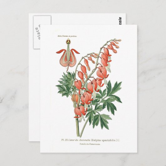 Dielytra-spectablis (Dielytra) Briefkaart (Voorkant / Achterkant)