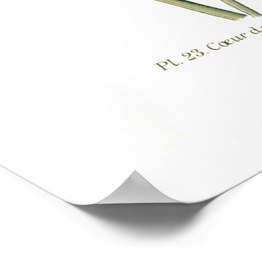 Dielytra-spectablis (Dielytra) Poster (Hoek)