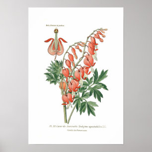Dielytra-spectablis (Dielytra) Poster
