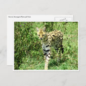 dienstmeisje briefkaart (Voorkant / Achterkant)