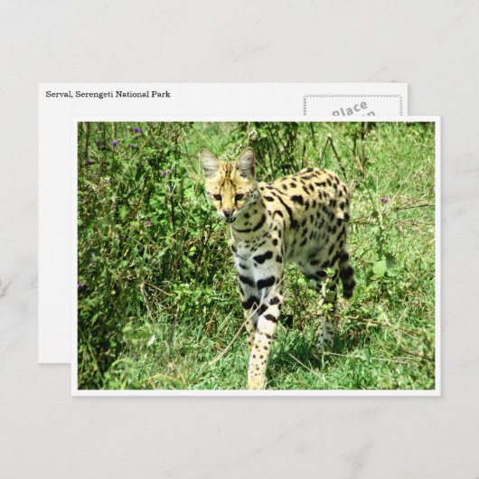 dienstmeisje briefkaart (Voorkant / Achterkant)