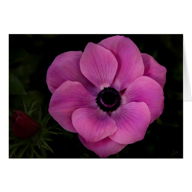 diep (Voorkant Horizontaal)