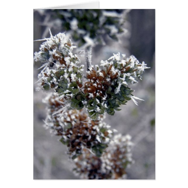 Diep bevroren (Voorkant)