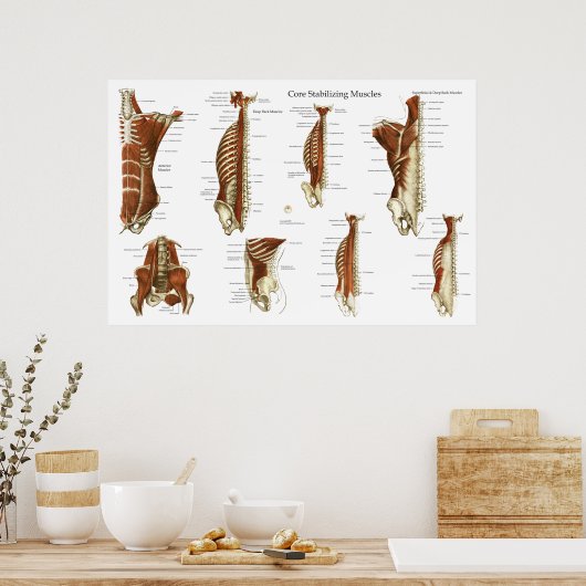Diep- en kernstabiliserende spieren Anatomie Poste Poster (Keuken)