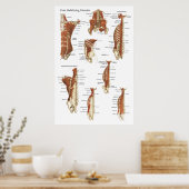 Diep- en kernstabiliserende spieren Anatomie Poste Poster (Keuken)