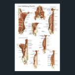 Diep- en kernstabiliserende spieren Anatomie Poste Poster<br><div class="desc">Show de kernspieren van de buik en de diepe bekkenspieren. Oppervlakkige en diepe spierlagen van de rug.</div>