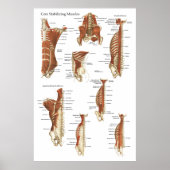 Diep- en kernstabiliserende spieren Anatomie Poste Poster (Voorkant)