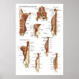 Diep- en kernstabiliserende spieren Anatomie Poste Poster