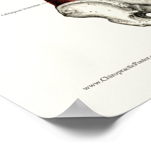 Diep- en kernstabiliserende spieren Anatomie Poste Poster (Hoek)