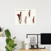 Diep- en kernstabiliserende spieren Anatomie Poste Poster (Thuiskantoor)