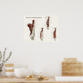 Diep- en kernstabiliserende spieren Anatomie Poste Poster (Keuken)
