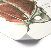 Diep- en kernstabiliserende spieren Anatomie Poste Poster (Hoek)