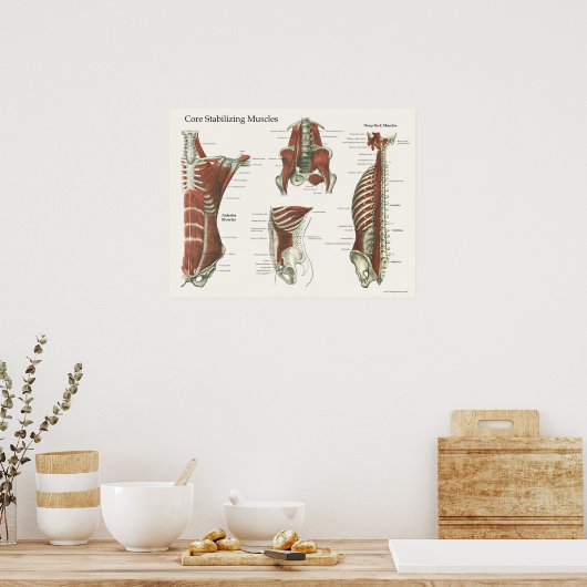 Diep- en kernstabiliserende spieren Anatomie Poste Poster (Keuken)