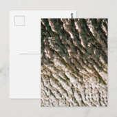 Diep Gegroefde Boomstamstructuur Close-up Briefkaart (Voorkant / Achterkant)