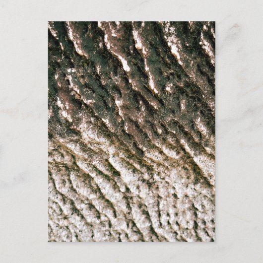 Diep Gegroefde Boomstamstructuur Close-up Briefkaart (Voorkant)