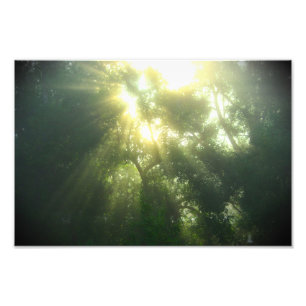 Diep groen bos - fotoprint foto afdruk