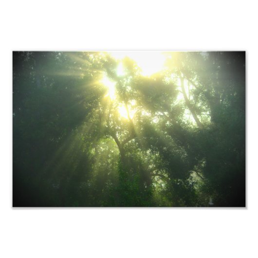 Diep groen bos - fotoprint foto afdruk (Voorkant)