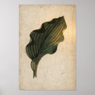 Diep groene Hosta-blad botanische poster